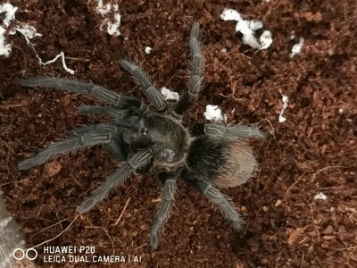 Thrixopelma puriens -&nbsp;Peruvian Green (3-4cm)