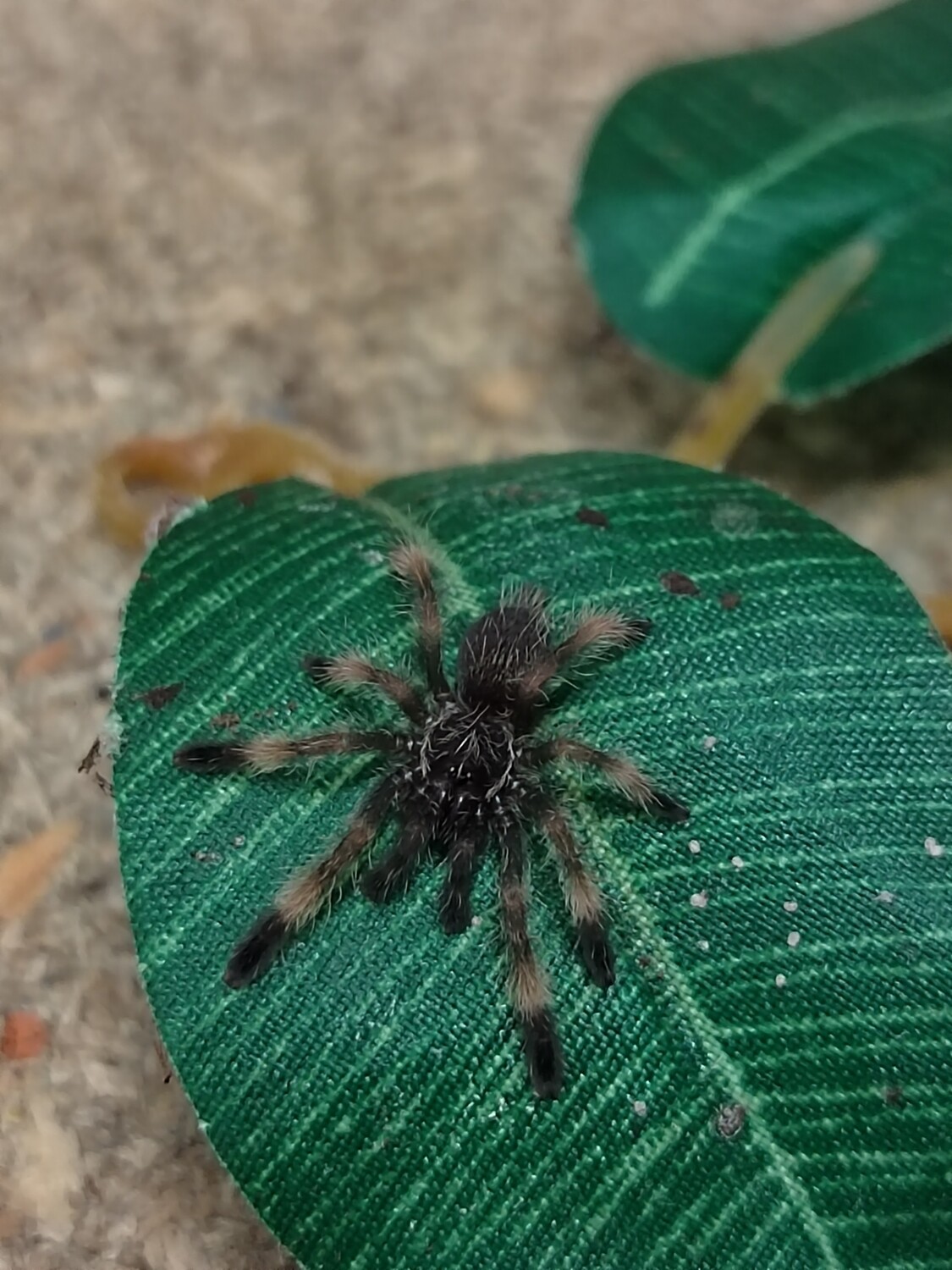 Psalmopoeus reduncus - Costa Rican Orange Mouth (6-7cm)