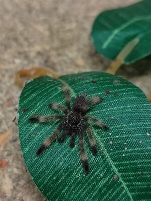 Psalmopoeus reduncus - Costa Rican Orange Mouth (6-7cm)