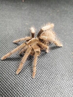 Hysterocrates laticeps - Nigerian Brown Female (8-9cm)