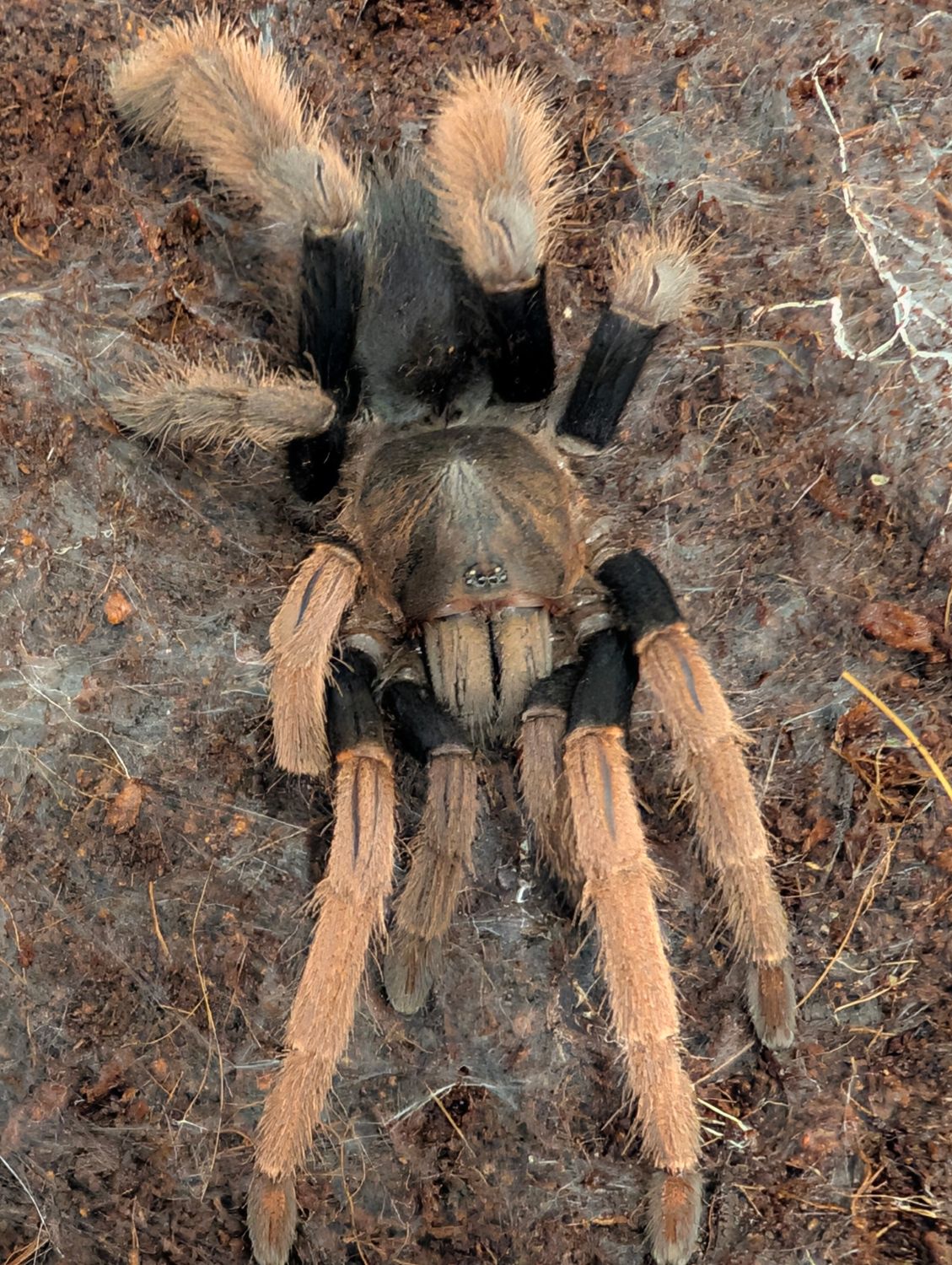 Coremiocnemis hoggi - Malaysian purple femur Adult Female