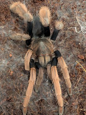 Coremiocnemis hoggi - Malaysian purple femur Adult Female