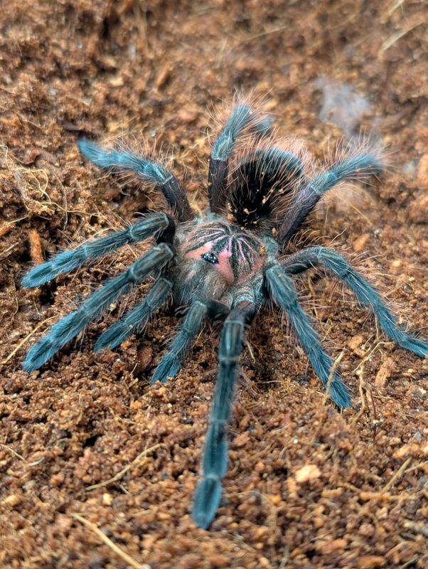Pamphobeteus sp machalla - Purple Bloom (2-3cm)