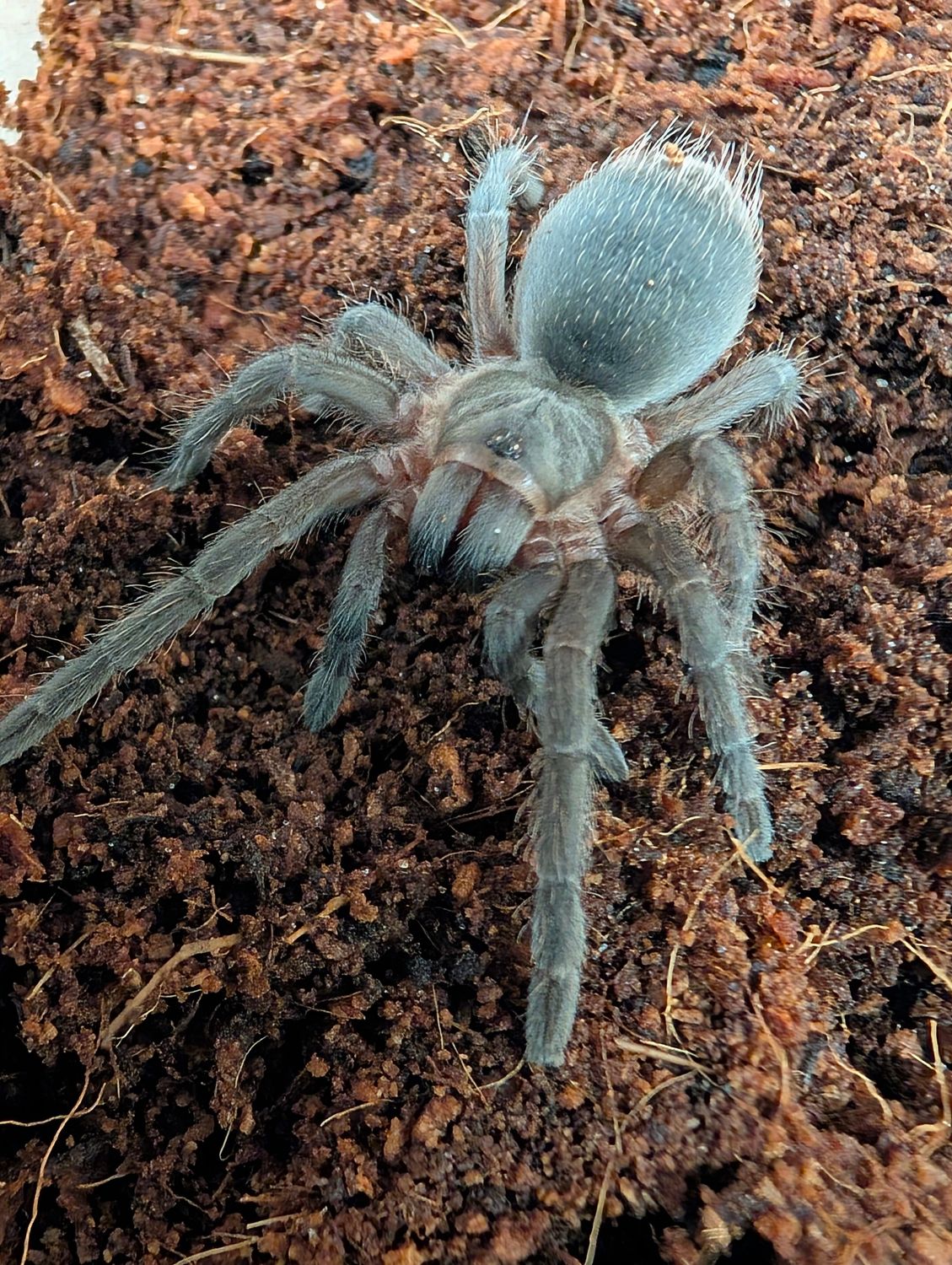 Aphonopelma seemanni - Costa Rican zebra (3-4cm)