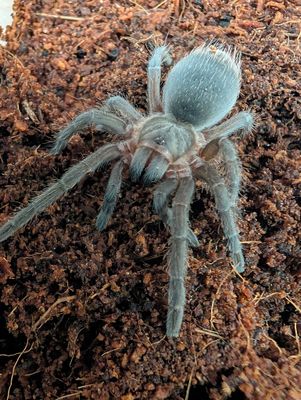 Aphonopelma seemanni - Costa Rican zebra (3-4cm)