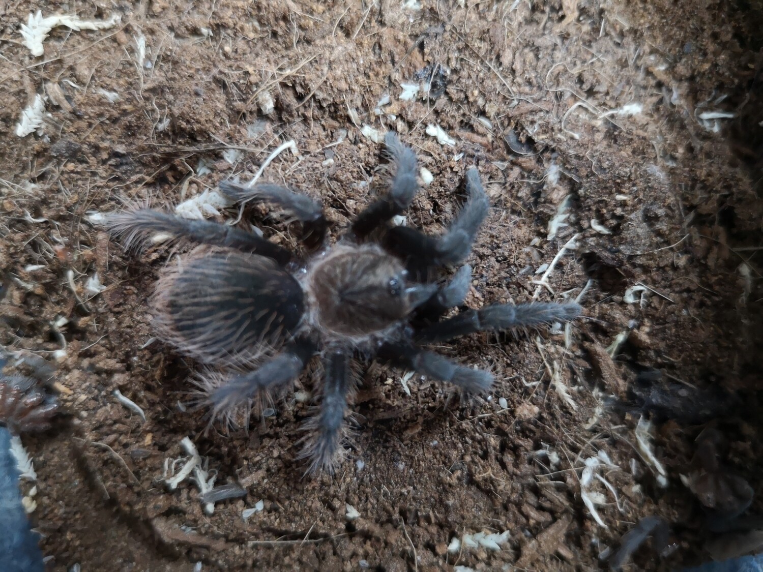 Tliltocatl albopilosum Nicaragua  Curly hair (True form) (1-2cm)