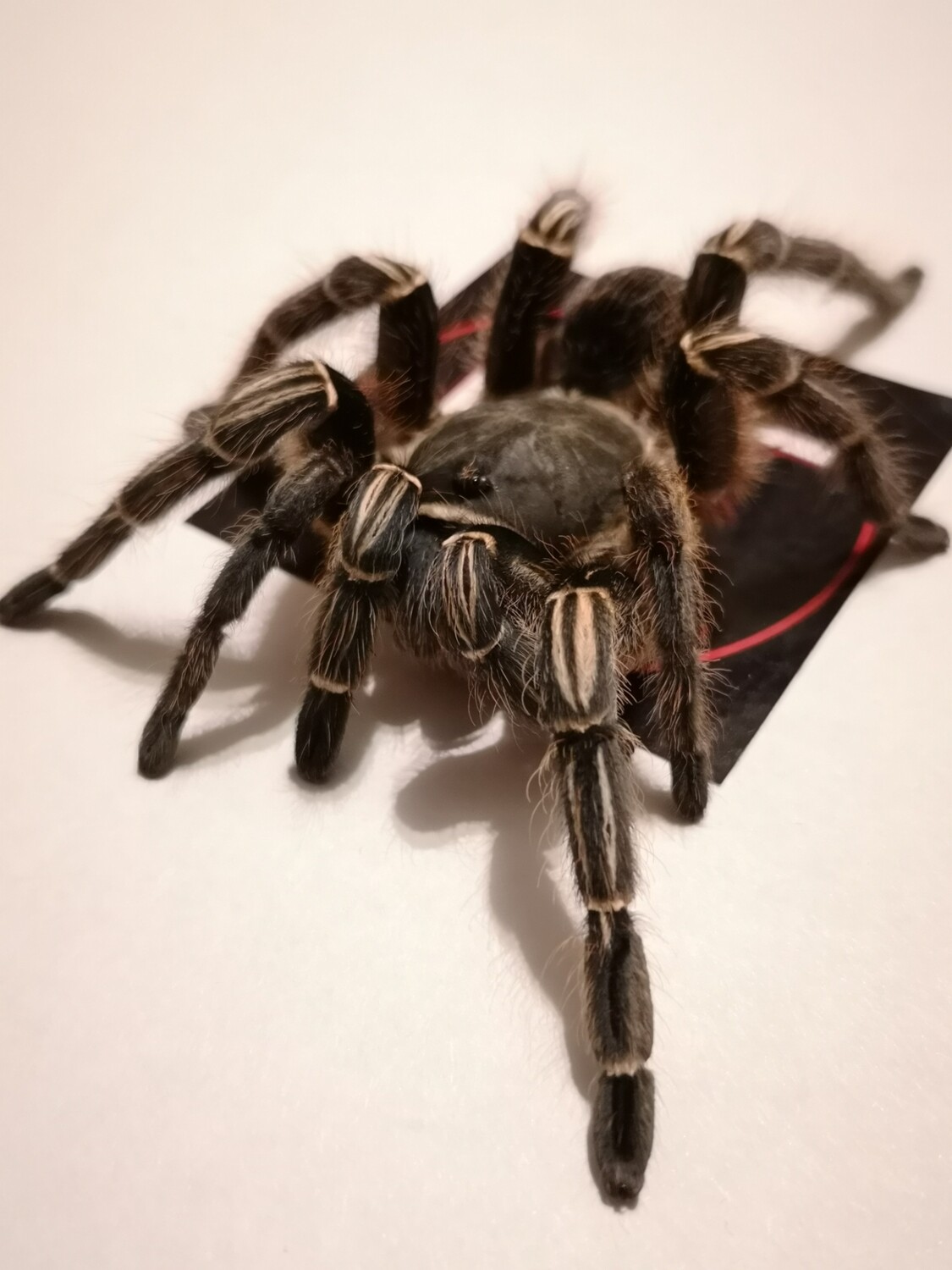 Aphonopelma seemanni - Costa Rican Zebra Leg Female (11-12cm)
