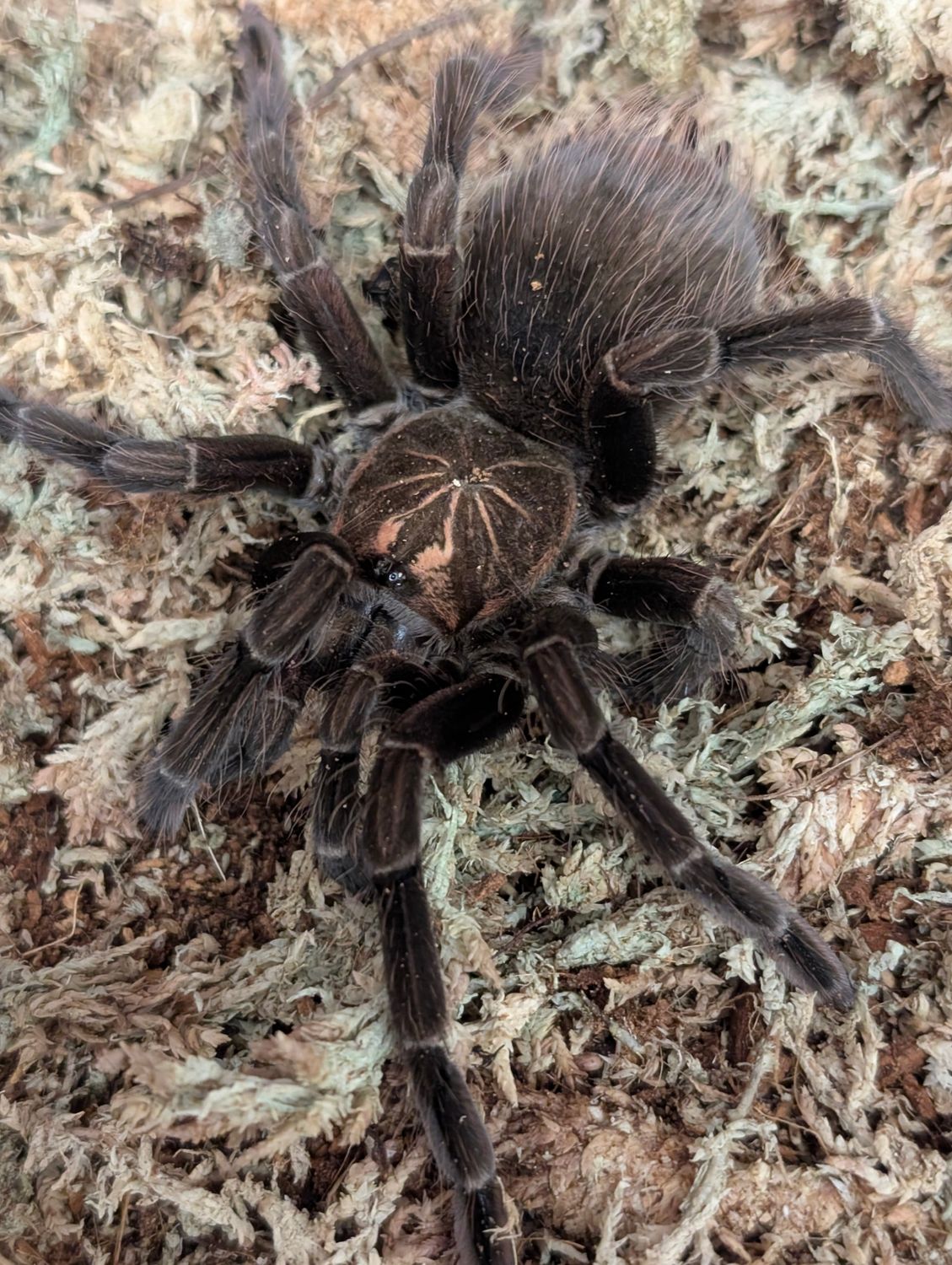 Pamphobeteus sp tigris - Tiger bloom (12-13cm) 