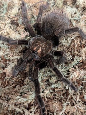 Pamphobeteus sp tigris - Tiger bloom (12-13cm) 