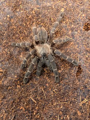Taksinus bambus - Thai Bamboo Spider (8-9cm)