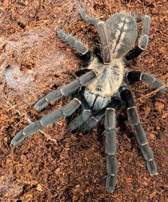 Haplopelma sp. Bach Ma - Bach ma earth tiger Female (8-9cm)