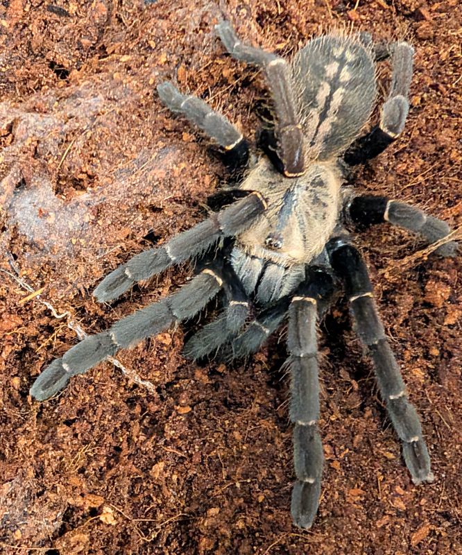 Haplopelma sp. Bach Ma - Bach ma earth tiger Female (8-9cm)