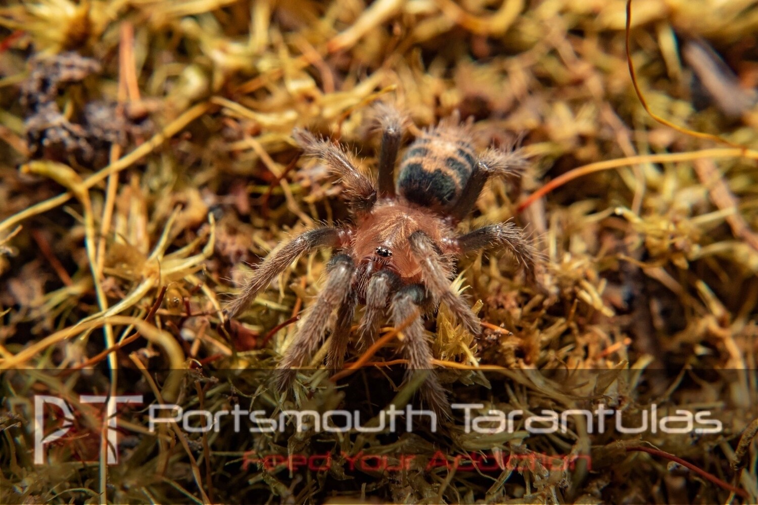 Davus pentaloris - Costa Rican Tiger Rump (4-5cm)