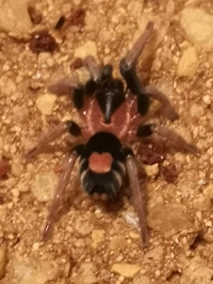 Cyriocosmus elegans - Trinidad dwarf (1-2cm)