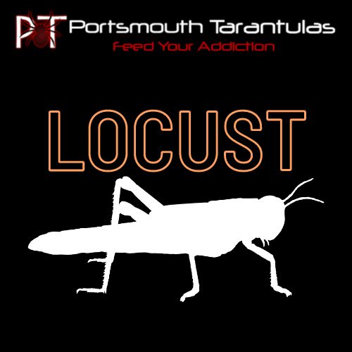 Locust Size - Large Hoppers (28-32mm)