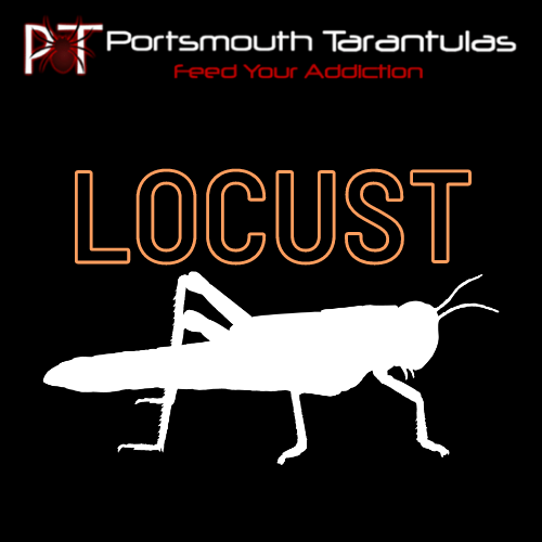 Locust Size Small Hoppers (8-12mm)