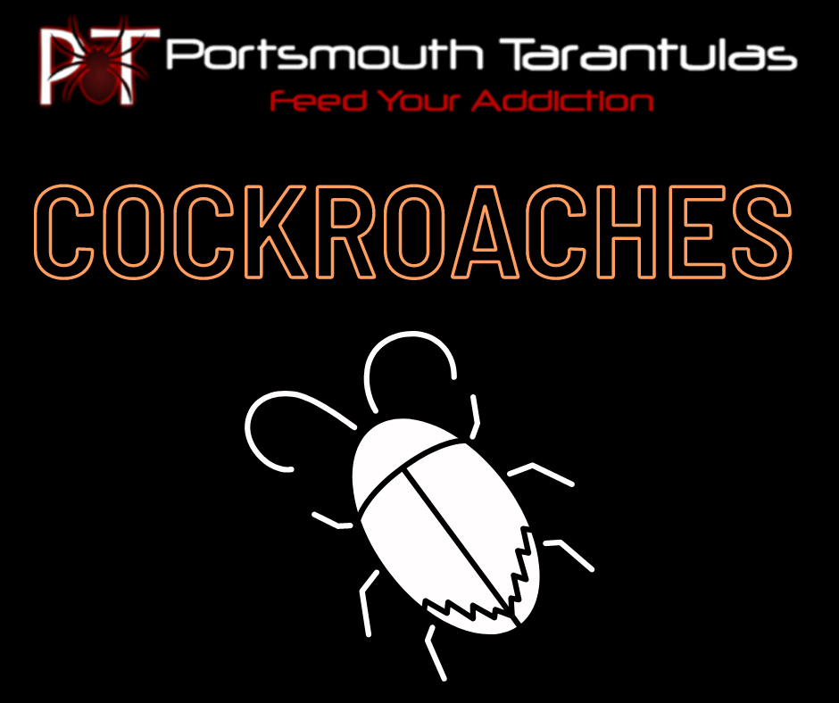 Red runner roaches (Turkestan roaches) 20.00G Approx 150-200 mixed sizes