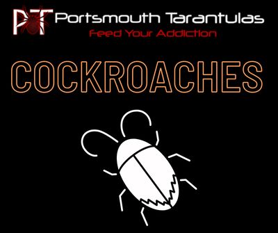Red runner roaches (Turkestan roaches) 20.00G Approx 150-200 mixed sizes