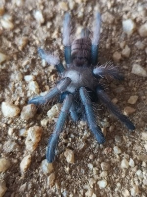 Chilobrachys fimbriatus Indian Violet (5-6cm)