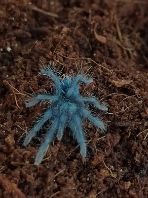 Phormictopus sp. Dominican Purple - Dominican Violet (2-3cm)