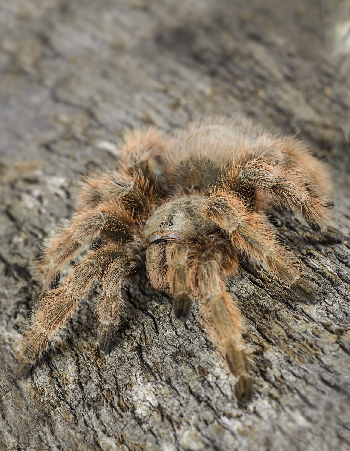 Nhandu tripepii - Brazilian giant blonde Female (7-8cm)