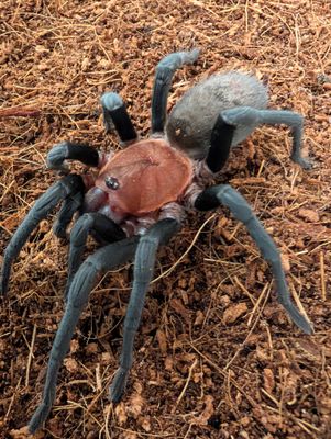 Bumba horrida Brazilian - Redhead Female (8-9cm)