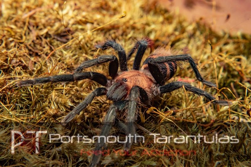 Davus pentaloris - Costa Rican Tiger Rump (5-6cm)