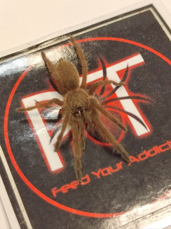 Chilobrachys Huahini - Asian fawn (3-4cm)