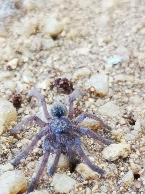 Ceratogyrus sanderi - Namibia horned baboon (1-2cm)