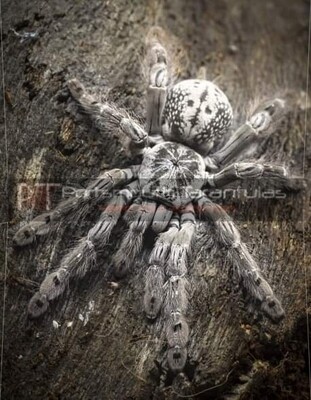 Heteroscodra maculata - Togo Starburst Baboon (4-5cm)