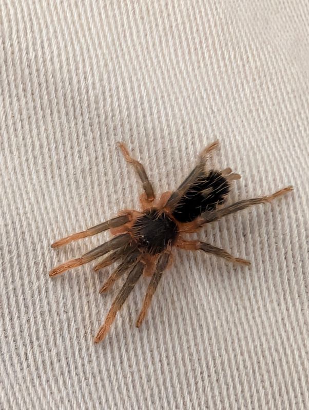 Davus sp Panama - Lava Tarantula (1cm)