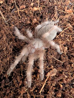 Nhandu coloratovillosus - Brazilian Black &amp; White (2-3cm)