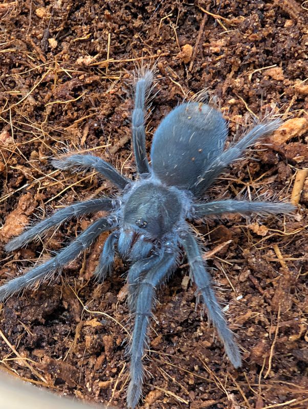 Phormictopus sp. Dominican Purple - Dominican Violet (3-4cm)
