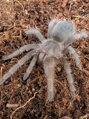 Nhandu carapoensis - Brazilian Red (3-4cm)