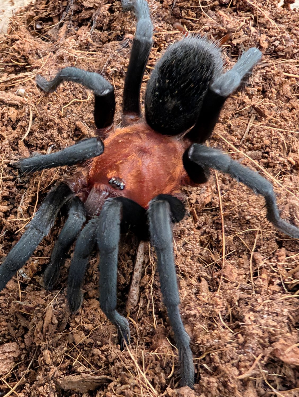 Bumba horrida - Brazilian Redhead Male (6-8cm)