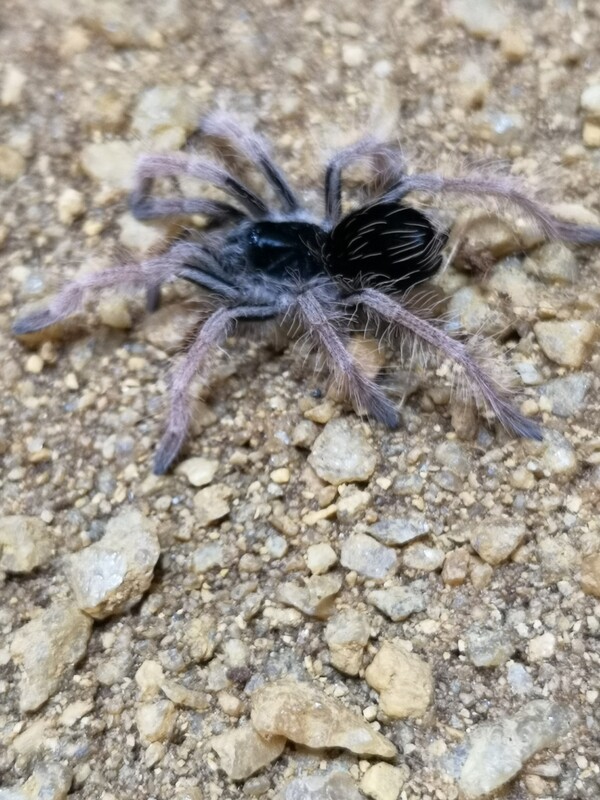Megaphobema robustum - Colombian Giant Redleg (3-5cm)