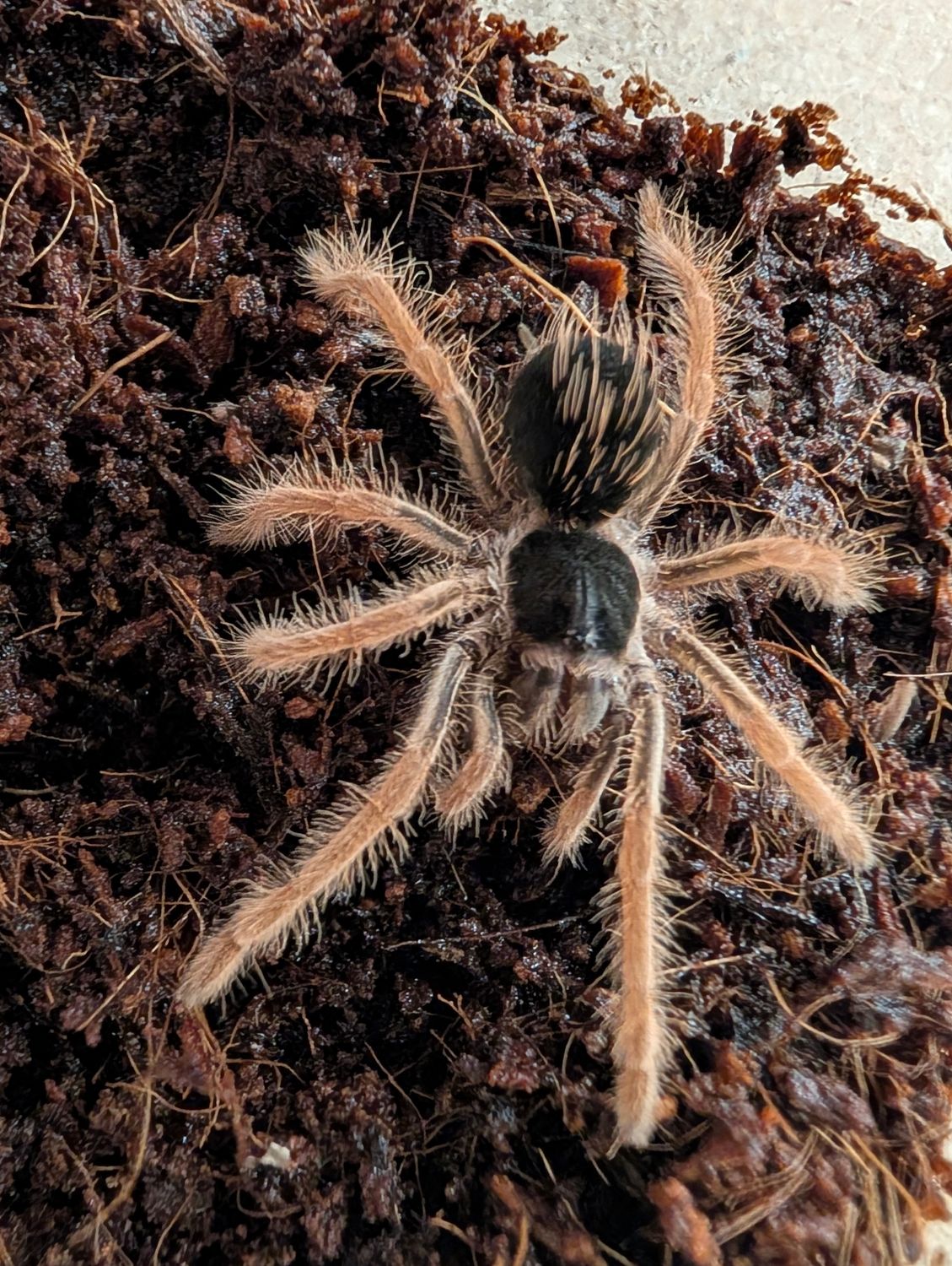 Megaphobema robustum - Colombian Giant Redleg (3-5cm)