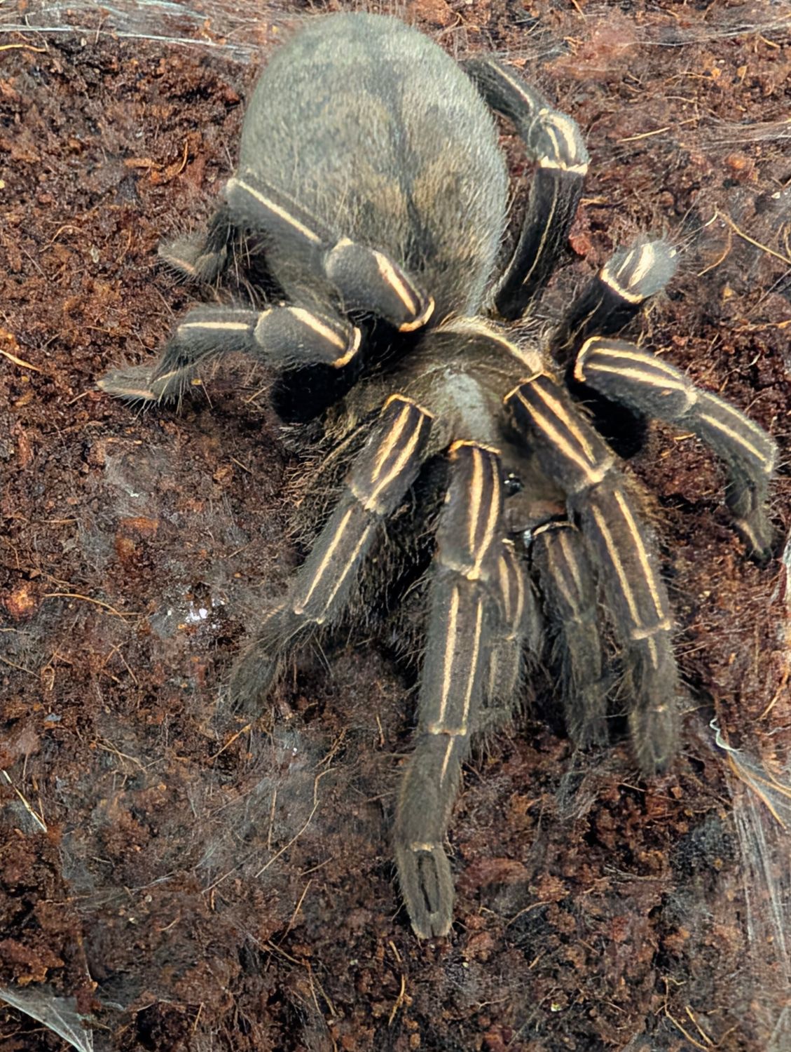 Melopoeus albostriatum - Thailand zebra leg Sub /Adult Female