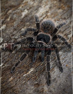 Lasiodora parahybana - Brazilian salmon pink Birdeater Female (7-8cm)