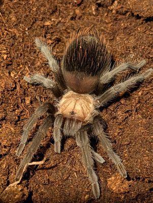 Brachypelma albiceps - Golden red rump (5-6cm)