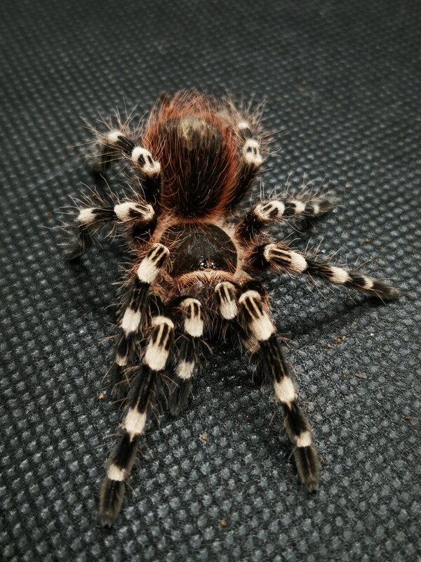 Acanthoscurria geniculata - Giant White Knee Female (8-9cm)