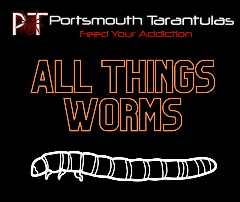 Mealworms - Mini