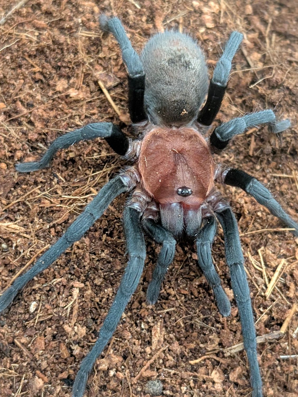 Bumba horrida - Brazilian Redhead Female (7-8cm)