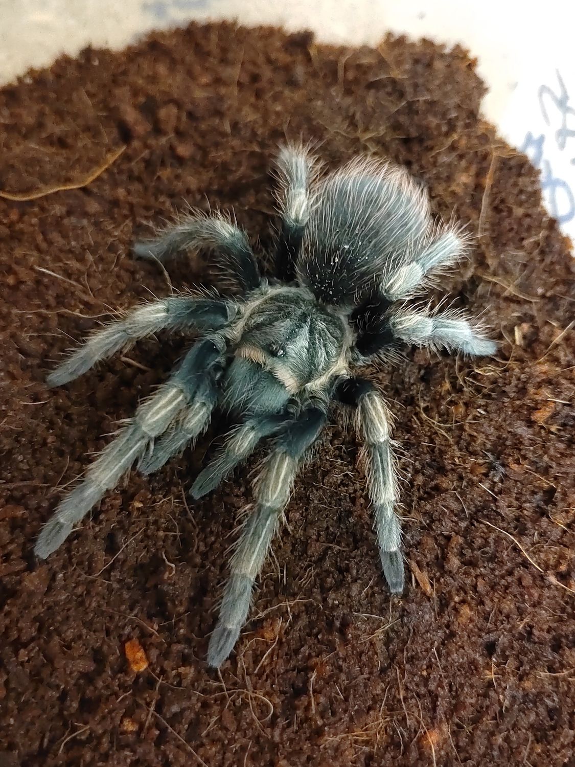 Lasiodorides polycuspulatus - Peru blonde (1-2cm)
