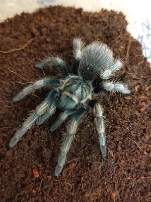 Lasiodorides polycuspulatus - Peru blonde (1-2cm)