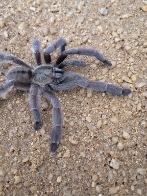 Psalmopoeus cambridgei - Trinidad Chevron (8-9cm)
