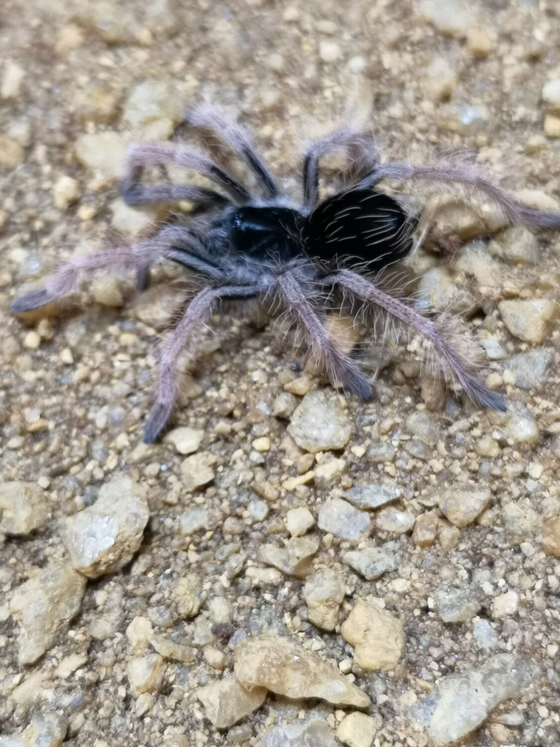 Megaphobema robustum - Colombian Giant Redleg (2-3cm)