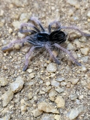 Megaphobema robustum - Colombian Giant Redleg (2-3cm)