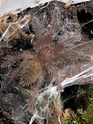 Pterinochilus murinus DCF “Kenya” (1-2cm)