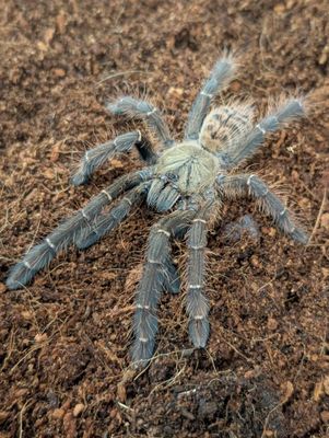 Phormingochilus sp. “Akcaya" - Akcaya Tree Tiger (8-9cm)